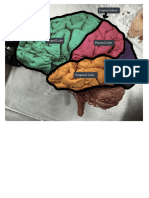 Neuroanatomy Gyri Drawings - Maya Greenquist