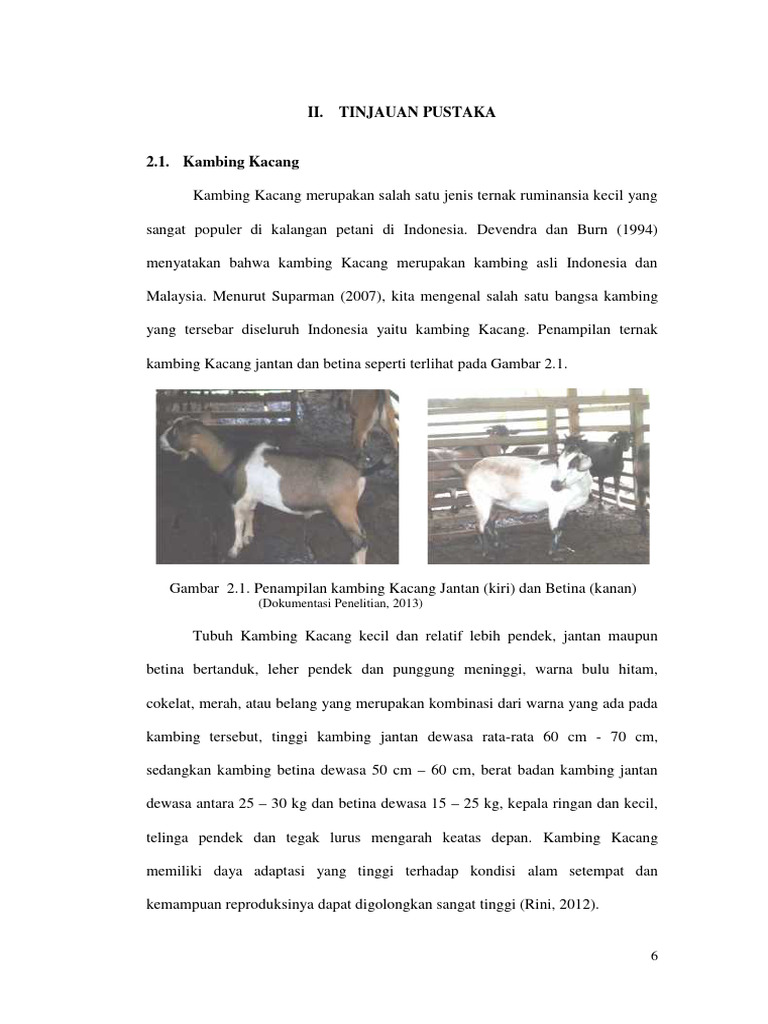 Jenis-jenis Kambing Lokal di Indonesia | PDF | Sains & Matematika