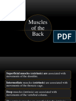 Muscles of Back