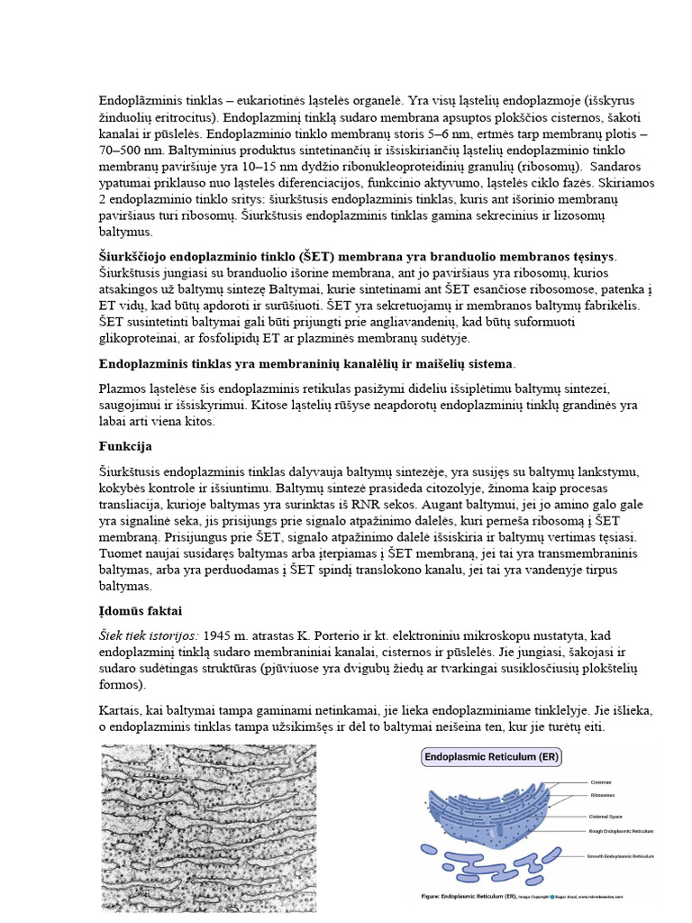Endoplãzminis Tinklas | PDF