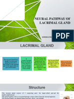 Lacrimal Gland-1