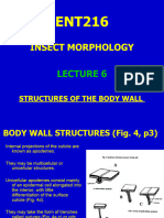 ENT216 - Lecture 6 Integumental Structures