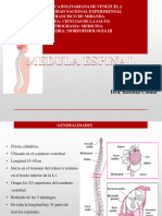Diapositivas de Medula Espinal