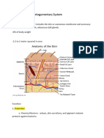 Integumentary System