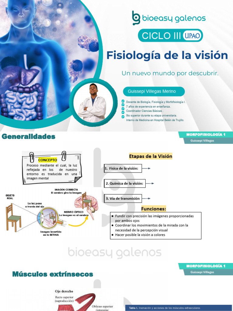 Fisiología De La Visión Pdf Ojo Humano Percepción Visual