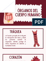 Presentación Órganos Del Cuerpo Humano Ilustrada Colorida