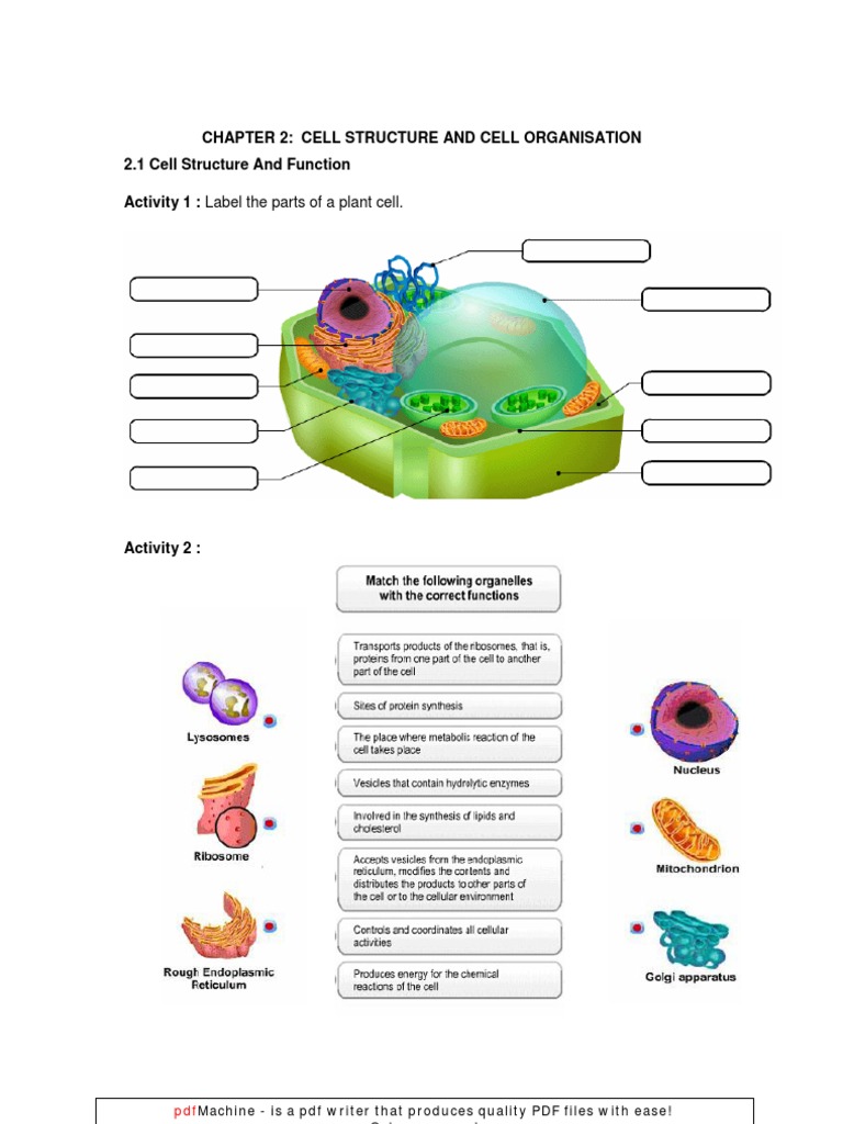 Cell Structure and Organization Activities | PDF | Computers