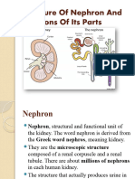Kidney Anatomy and Physiology