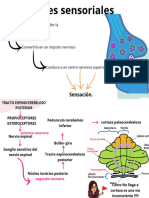 Generalidades Del Sistema Nervioso