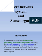 10..insect Nervous System New