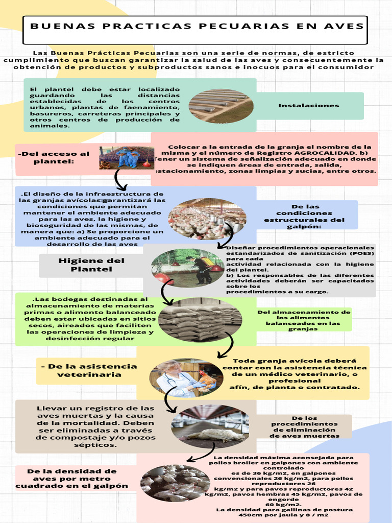 Infografía en Buenas Practicas Avícolas | PDF | Avicultura
