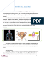 Clase 7 Médula Espinal