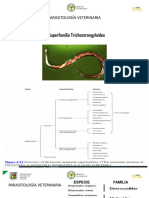 10 Trichostrongyloidea