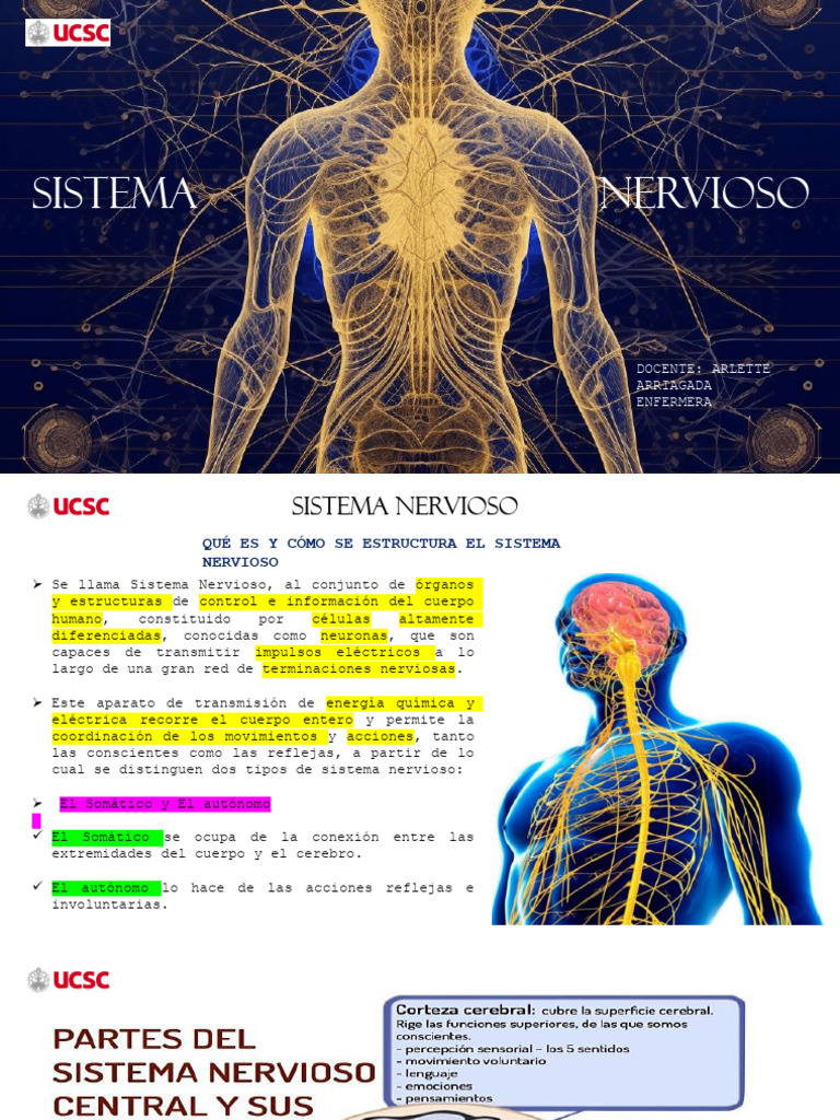 Estructura y Funciones del Sistema Nervioso | PDF | Sistema nervioso ...