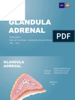 Glándula Adrenal 2020
