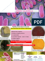 Genero Salmonella