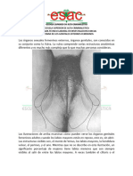 Anatomia Genital Externa