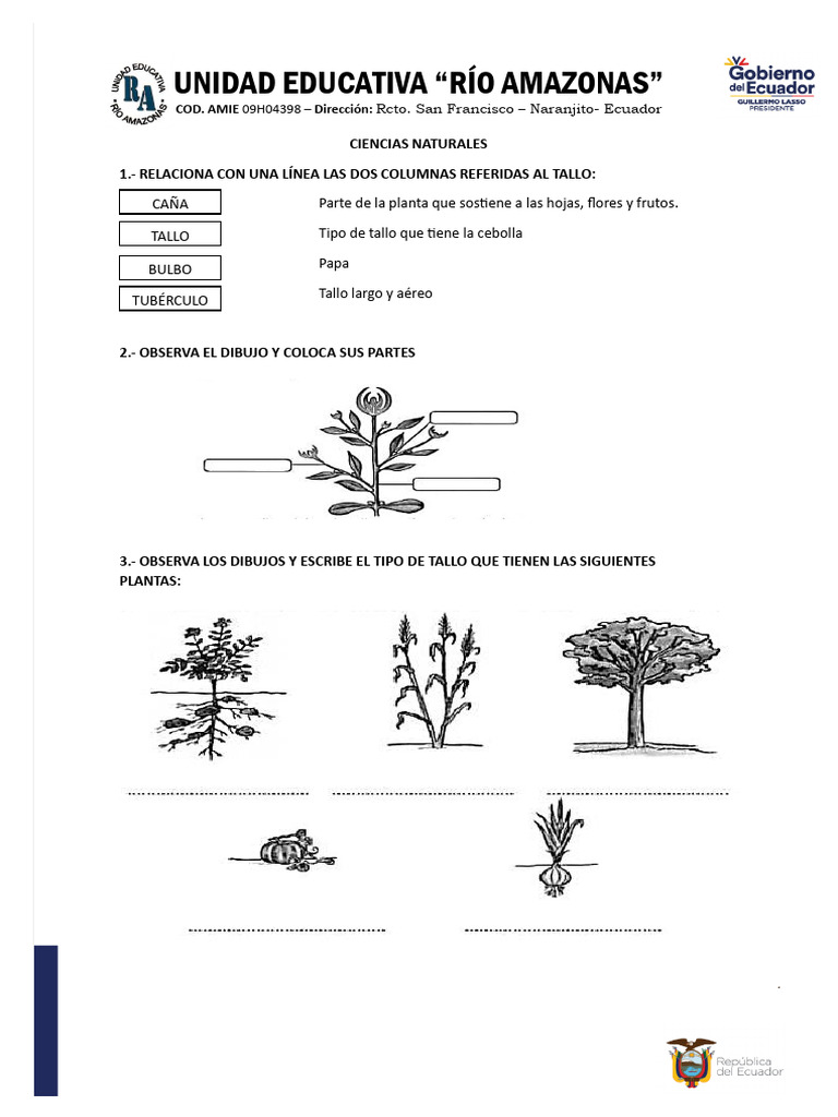 Tipos de raíces y tallos en plantas | PDF | Tallo de la planta | Raíz