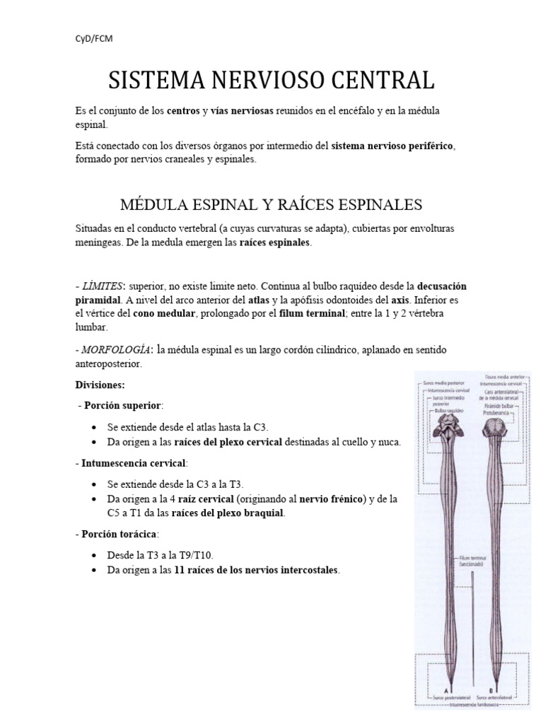 Anatomía del Sistema Nervioso Central | PDF | Cerebelo | Médula espinal
