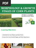 Corn Growth and Development Poster | PDF | Seed | Maize