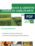 Morphology Stages of Corn Plants