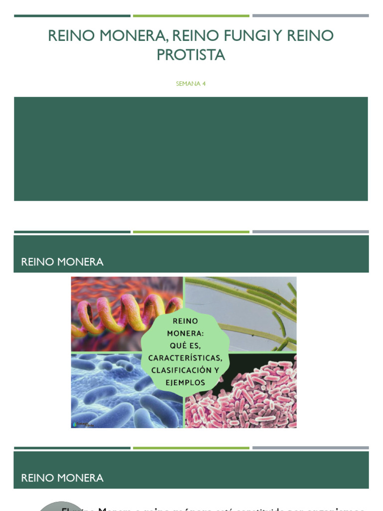 S4 - Reino Monera, Reino Fungi y Reino Protista | PDF | Hongo | Las  bacterias