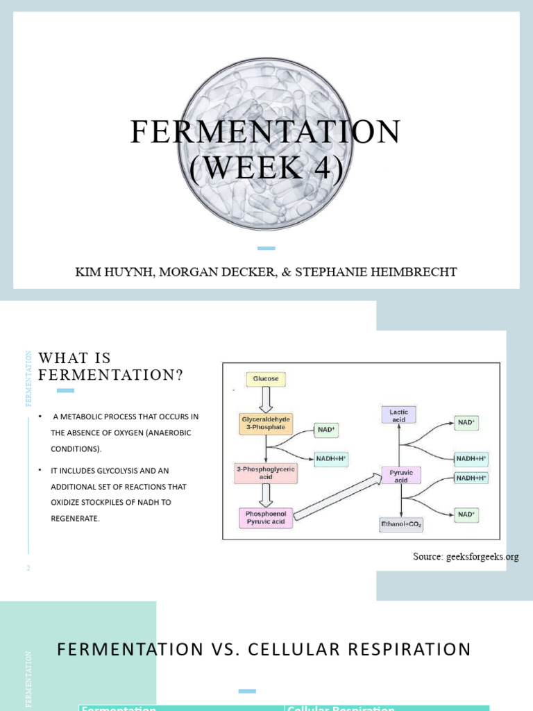 Understanding Fermentation Processes | PDF | Fermentation | Cellular ...
