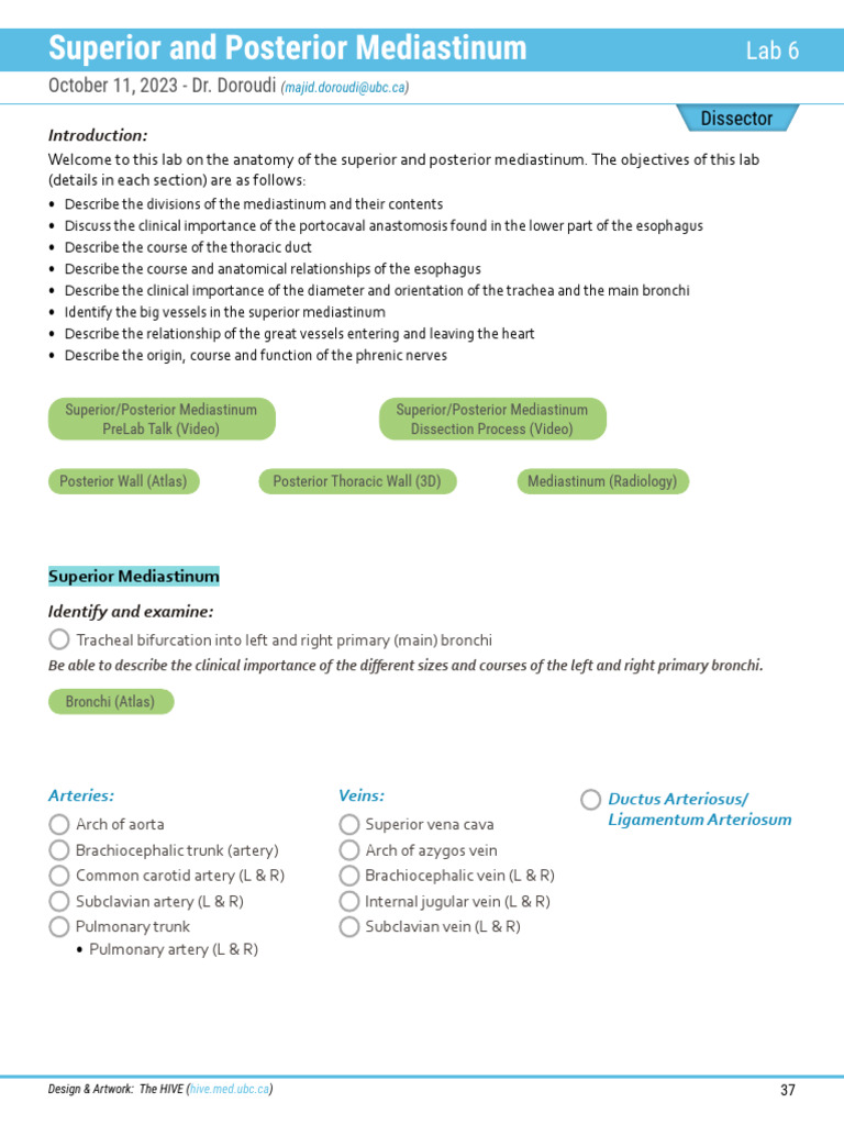 Superior and Posterior Mediastinum Lab | PDF | Aorta | Anatomy