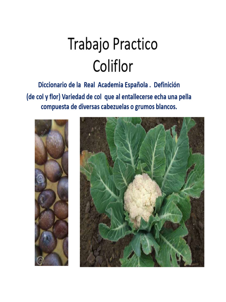 Características y Cultivo de Coliflor | PDF | Coliflor | Repollo