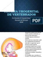 Sistema Urogenital de Vertebrados