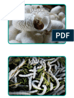 Silkworm Display Photos
