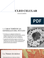 Nucleo Celular Mitosis y Meiosis