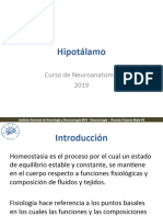 Hipotálamo