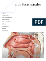 Fosas Nasales-2