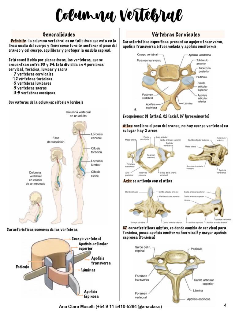 Anatomía de la Columna Vertebral | PDF | Vértebra | La columna vertebral