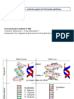 Adn - Copie