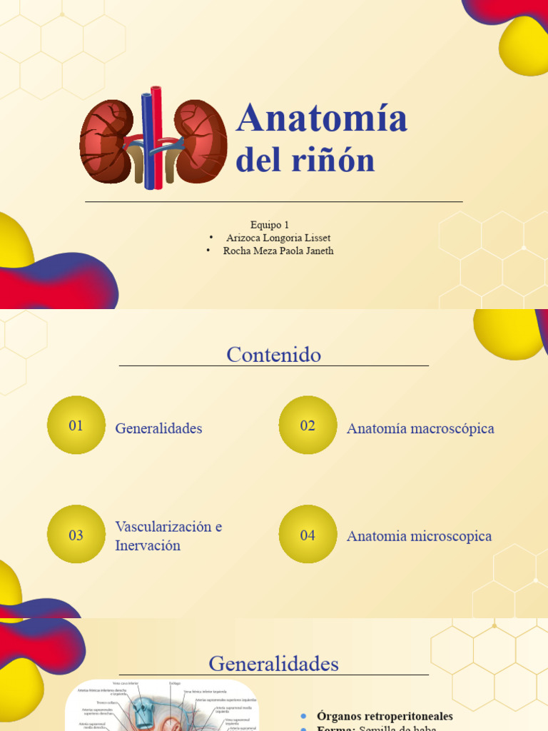 Anatomia del riñon | PDF | Riñón | Sistema urinario