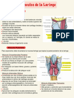 Músculos de La Laringe