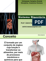 Aula - Sistema Digestório