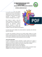 Sistema Cardiovascular