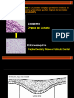 Odontogenesis 2