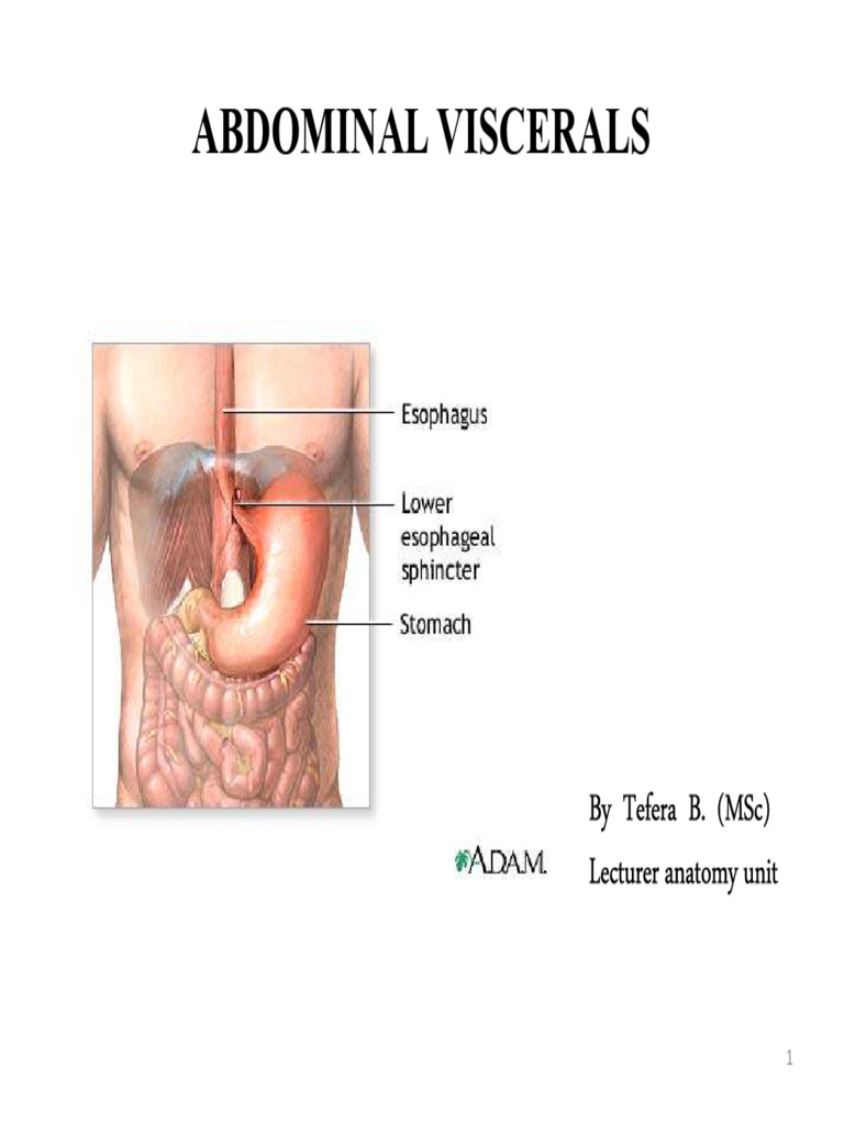 Anatomy of Abdominal Viscerals | PDF | Stomach | Liver