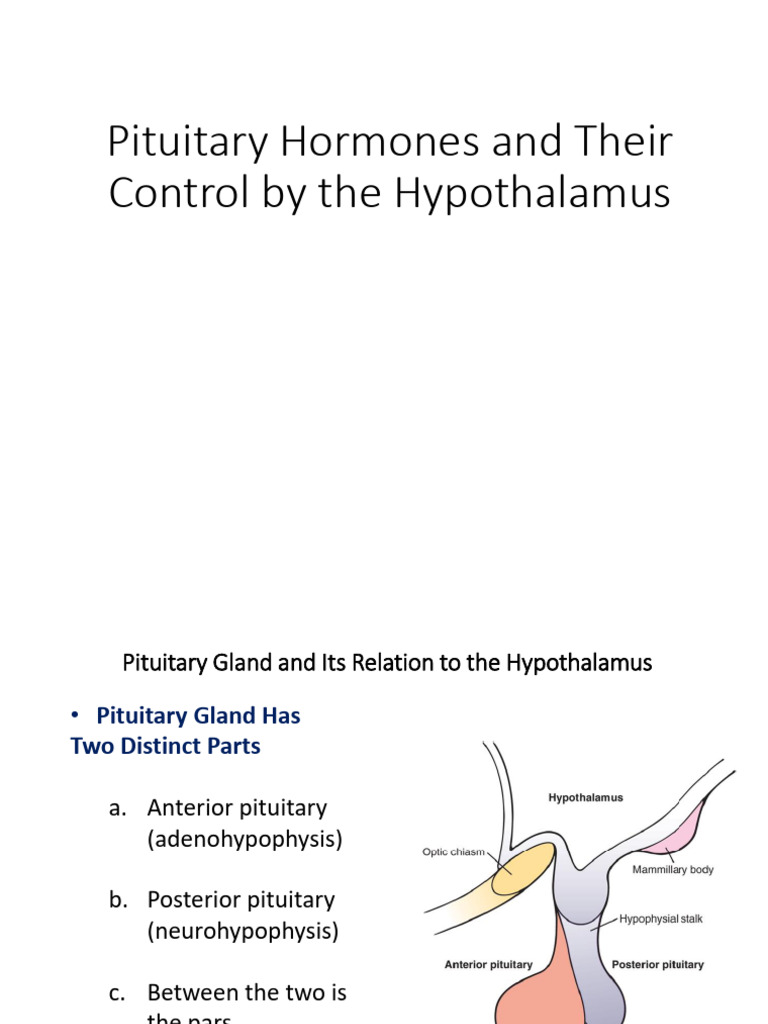 5-pituitary, thyroid 1 | PDF | Pituitary Gland | Hypothalamus