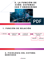 T.5. Relación - Nervioso y Endocrino - Aula