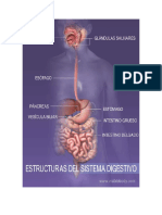 El Sistema Digestivo