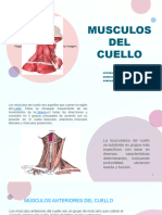 Musculos Anatomia (3)