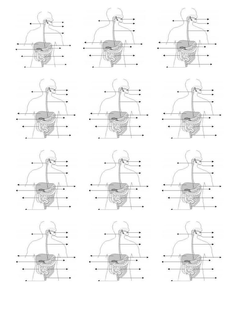 Sistema Digestivo Esquema Pdf