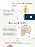 Hipotalamo Hipofisis