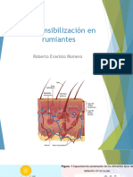 Fotosensibilización en Rumiantes