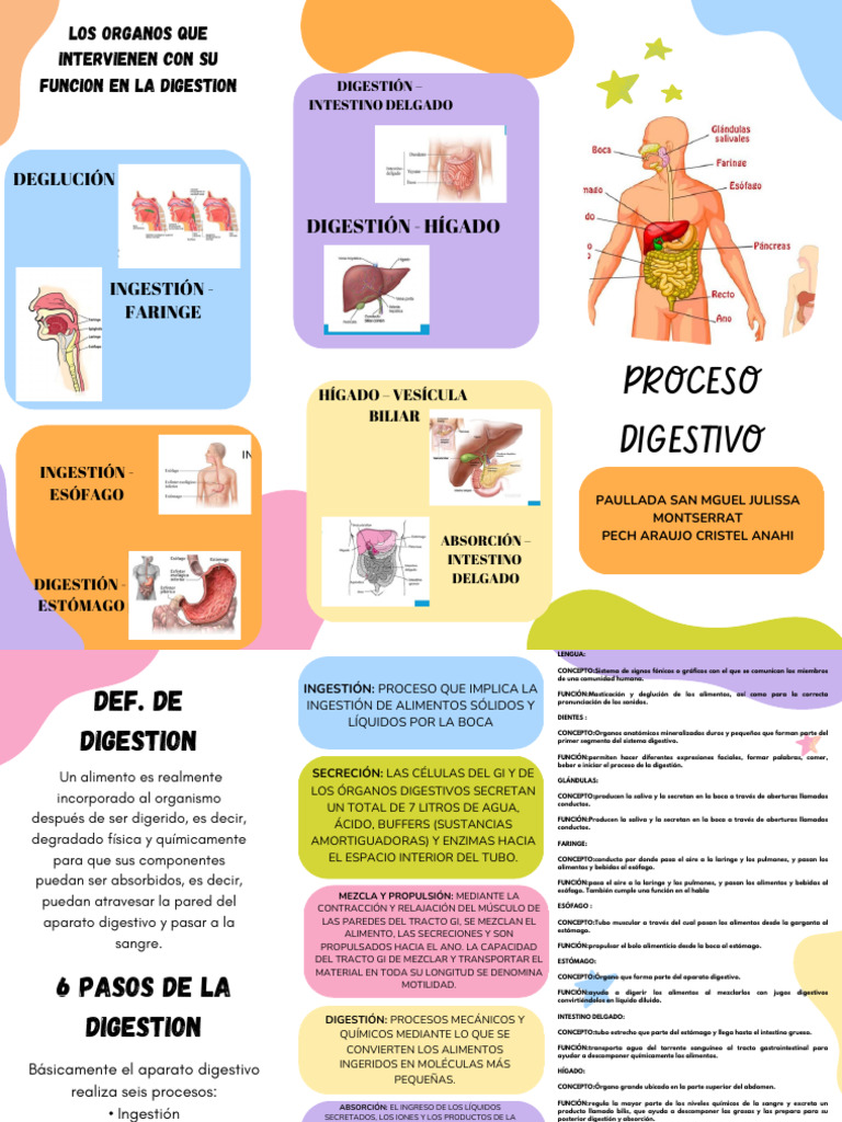 Proceso Digestivo Descargar Gratis Pdf Digestión Sistema